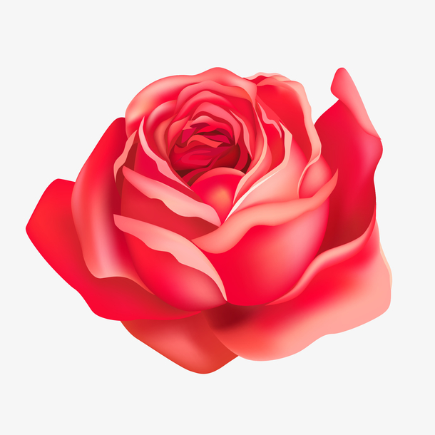 玫瑰花矢量图片 玫瑰花矢量素材下载 万素网