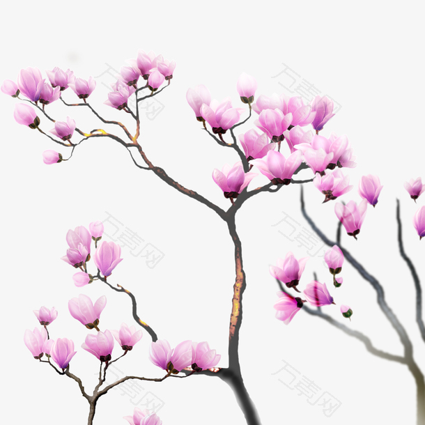 中国风浪漫粉红色桃花开