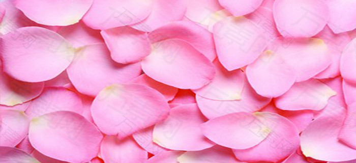 玫瑰花瓣