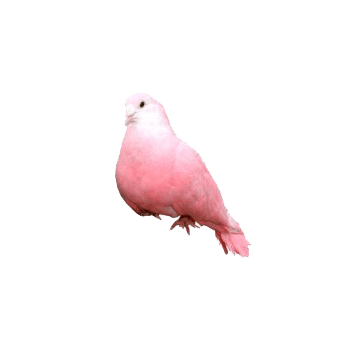 粉色鸽子