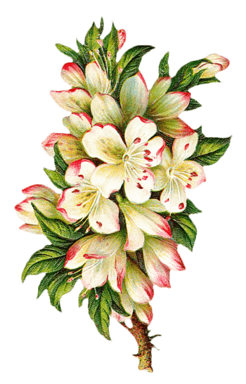 复古手绘植物花卉素材