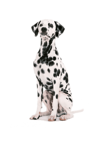 白色狗 素材 免费白色狗图片素材 白色狗素材大全 万素网