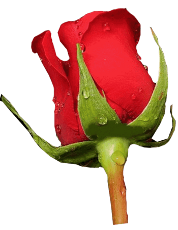 1尺寸:1265*1092下载png带水珠玫瑰花下载png下载:1尺寸:998*949下载