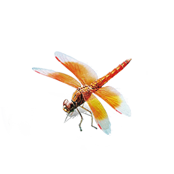 蜻蜓翅膀