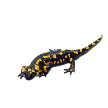 娃娃鱼元素图片-娃娃鱼素材下载-万素网