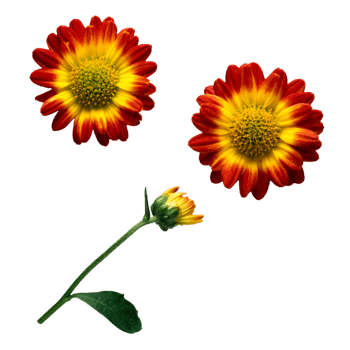 透明花朵图片免费下载_透明花朵素材_万素网