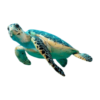 海龟png元素素材图片下载-万素网