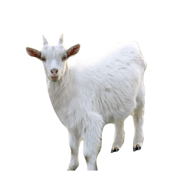 绵羊图片免费下载_绵羊素材_第5页_万素网