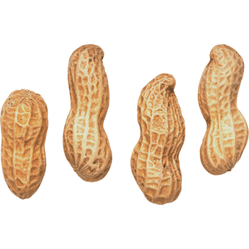 木盆花生png元素素材图片下载-万素网