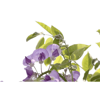 紫藤花图片 紫藤花素材下载 万素网