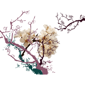 杏花png元素素材图片下载-万素网