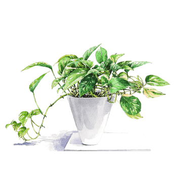 手绘绿萝盆栽