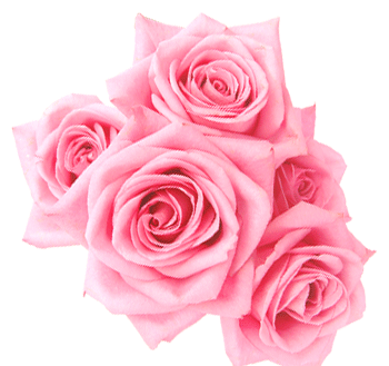 五朵粉色的小花