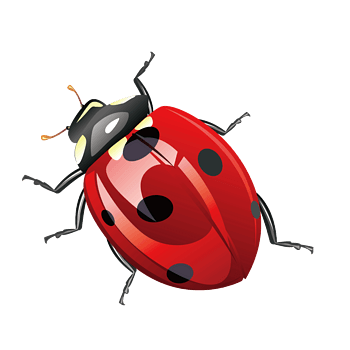 矢量红色逼真甲壳虫盖子虫