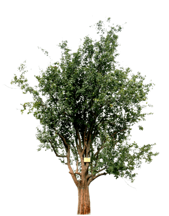 植物树木大树免抠元素图片-元素素材2437181-万素网