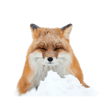 雪狐图片 雪狐设计素材 雪狐素材免费下载 万素网