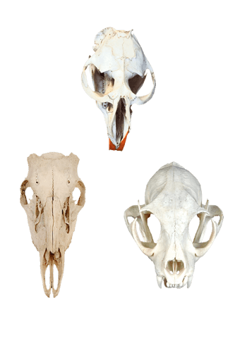动物头骨 素材 免费动物头骨图片素材 动物头骨素材大全 万素网