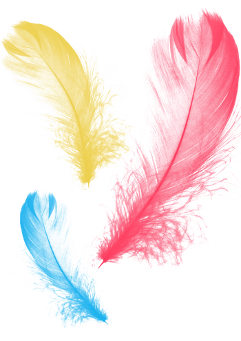 彩色羽毛动物免抠元素图片-元素素材3349137-万素网