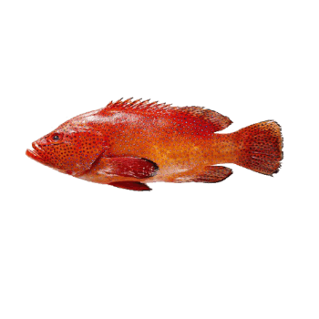 红色石斑鱼