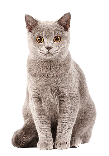 宠物毛图片免费下载_宠物毛素材_万素网