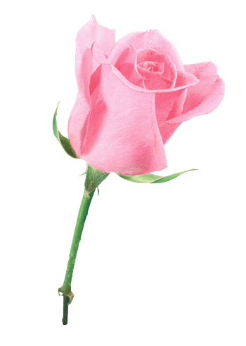 粉玫瑰花图片免费下载_粉玫瑰花素材_第2页_万素网