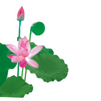 荷花荷叶抠图素材