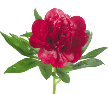 红花图片免费下载_红花素材_第8页_万素网