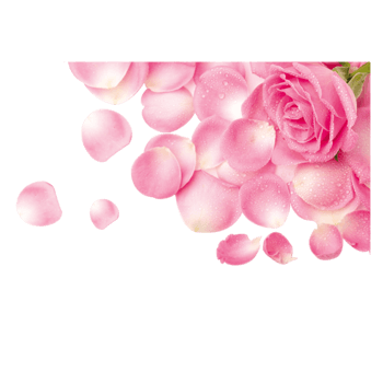 清新粉色玫瑰花瓣