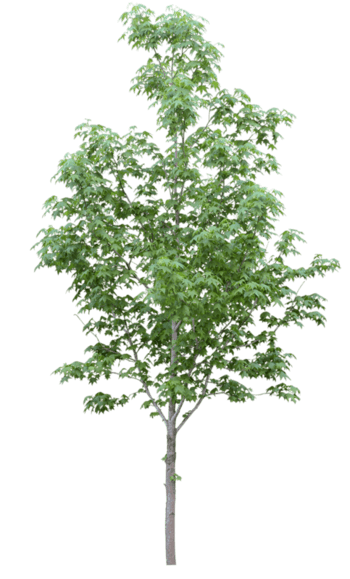 植物花草素材矢量花卉素材