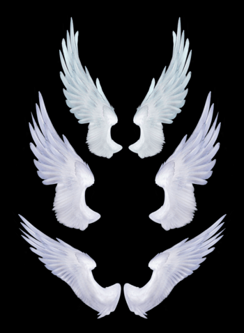 天使白色羽毛翅膀