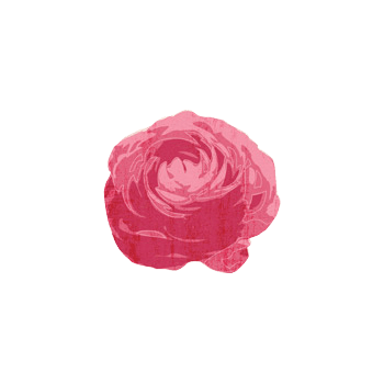 粉色蔷薇图片免费下载 粉色蔷薇素材 万素网