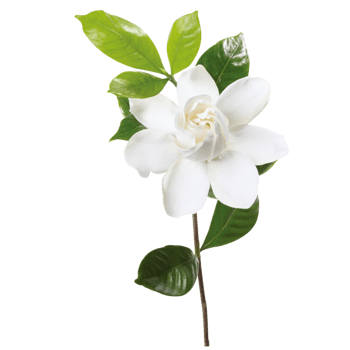 茉莉花元素图片-茉莉花元素设计素材-茉莉花元素素材免费下载-第2页