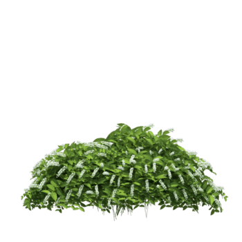 绿色草丛浅绿色绿叶茂密的草丛春天