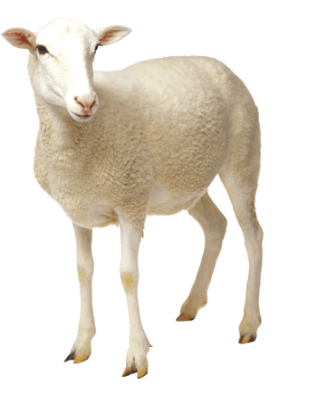 白色绵羊