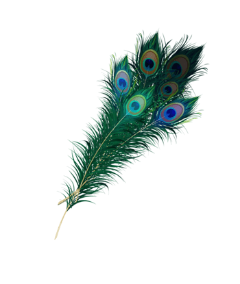 孔雀羽毛元素图片-孔雀羽毛素材下载-万素网