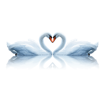 两只天鹅png元素素材图片下载-万素网