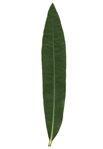 长条形叶子上的花朵