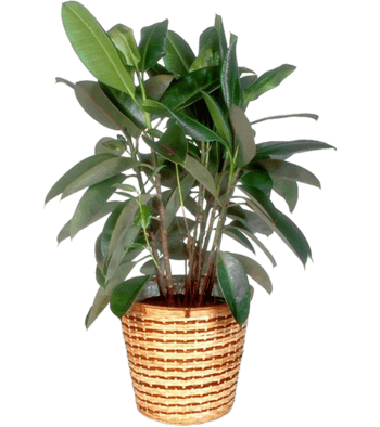 绿植图片免费下载_绿植素材_第4页_万素网