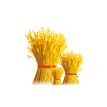 黄色稻草