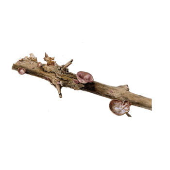 朽木上发芽的木耳