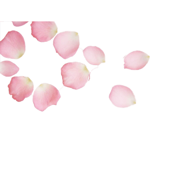 粉色樱花瓣png元素素材图片下载-万素网