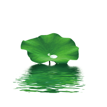 绿色荷叶