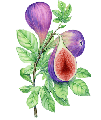 无花果水果手绘下载png尺寸:1200*1200下载:0下载png下载eps水彩黄桃