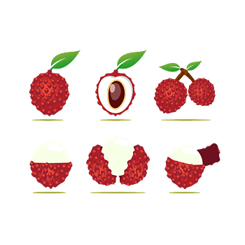 矢量图切开的荔枝