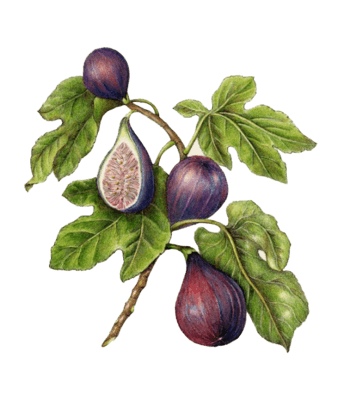 无花果水果