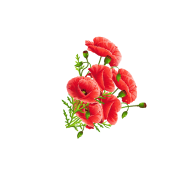 花卉植物-免抠png元素,png素材下载-万素网