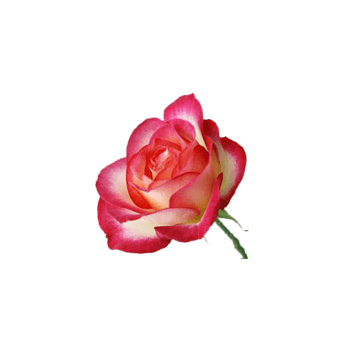 蔷薇花 素材 免费蔷薇花图片素材 蔷薇花素材大全 万素网