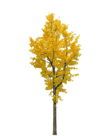 银杏树树叶背景图案