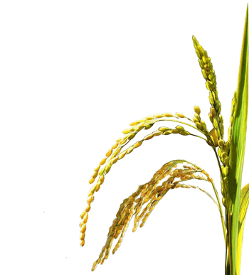 金黄的水稻png元素素材图片下载-万素网