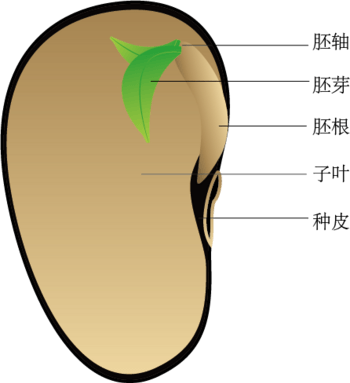 生物大豆种子结构图图片